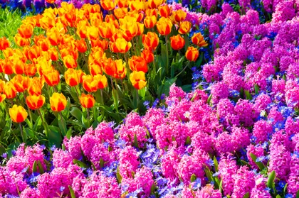 Vibrant Floral Harmony — 64-piece jigsaw puzzle