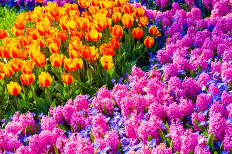 Vibrant Floral Harmony — 64-piece jigsaw puzzle