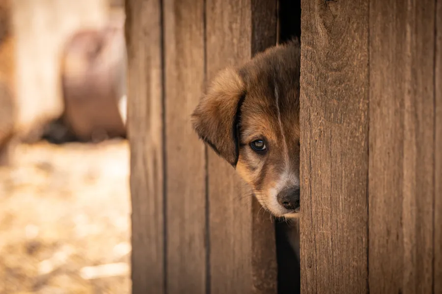 Mirada de cachorro — rompecabezas de 200 piezas