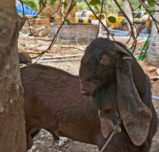 Curious Goat Gaze — 300-piece jigsaw puzzle