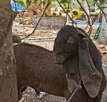 Curious Goat Gaze — 300-piece jigsaw puzzle