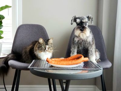Curious Companions — 300-piece jigsaw puzzle