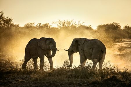 Elephants at Dusk — 100-piece jigsaw puzzle