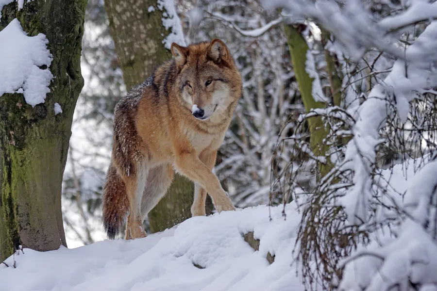 Wolf in Winter Forest — 300-piece jigsaw puzzle