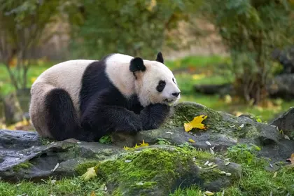Giant Panda Resting — 400-piece jigsaw puzzle