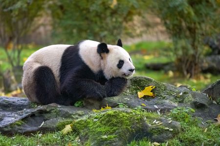 Giant Panda Resting — 400-piece jigsaw puzzle