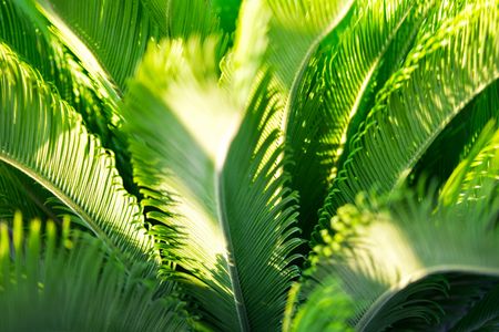 Sunlit Fern Fronds — 400-piece jigsaw puzzle