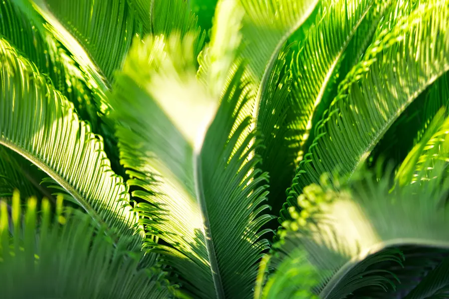 Sunlit Fern Fronds — 400-piece jigsaw puzzle