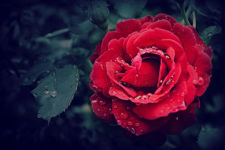 Red Rose Elegance — 400-piece jigsaw puzzle