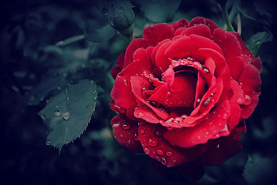 Rosa con rugiada — puzzle da 150 pezzi