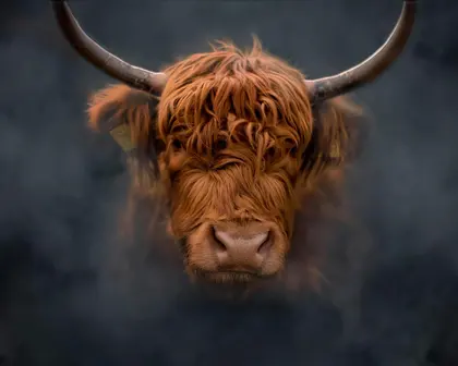 Majestic Highland Cow — 99-piece jigsaw puzzle