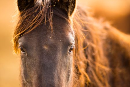 Warm Gaze of Horse — 300-piece jigsaw puzzle