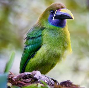 Emerald Avian Beauty — 64-piece jigsaw puzzle