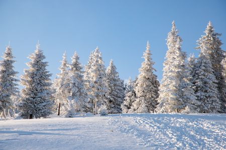 Winter Wonderland Forest — 150-piece jigsaw puzzle