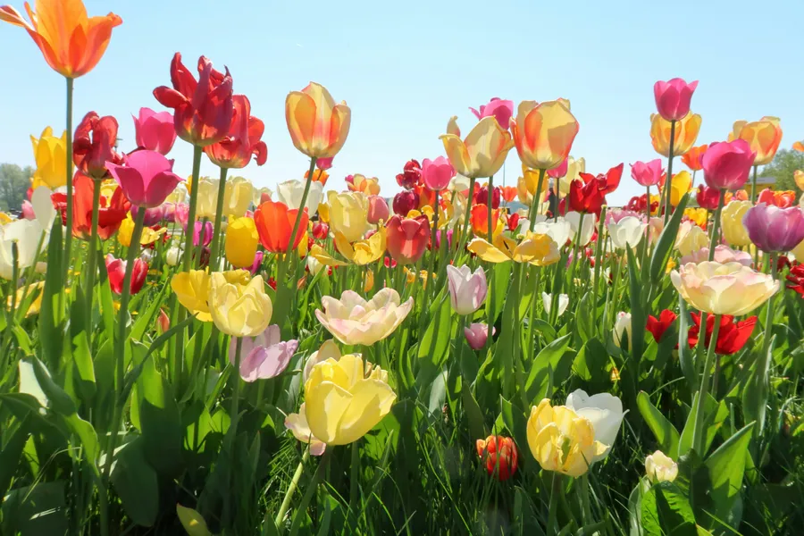 Spring Tulip Symphony — 500-piece jigsaw puzzle
