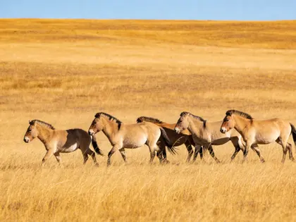 Przewalski Horses Crossing Golden Grassland — 99-piece jigsaw puzzle