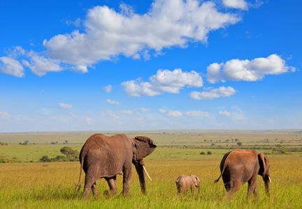 Elephants on the Savanna — 200-piece jigsaw puzzle