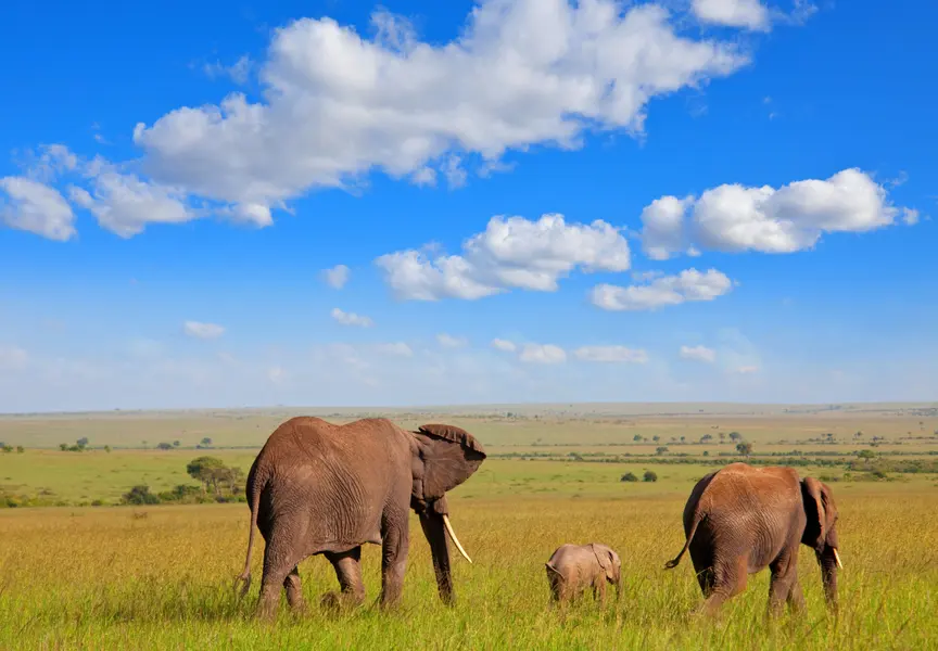Elephants on the Savanna — 200-piece jigsaw puzzle