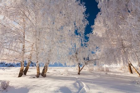 Wintry Birch Forest — 150-piece jigsaw puzzle