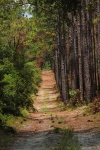 Forest Pathway — 400-piece jigsaw puzzle