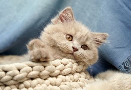Cozy Kitten Snuggles — 150-piece jigsaw puzzle