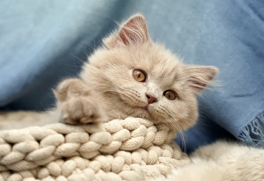 Coccole accoglienti del gattino — puzzle da 150 pezzi