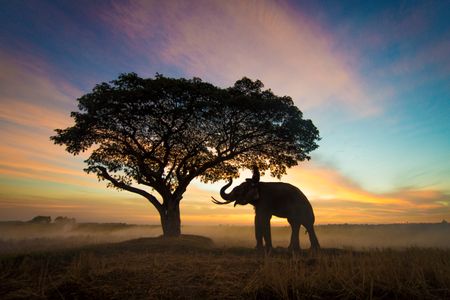 Serenity at Dusk — 100-piece jigsaw puzzle