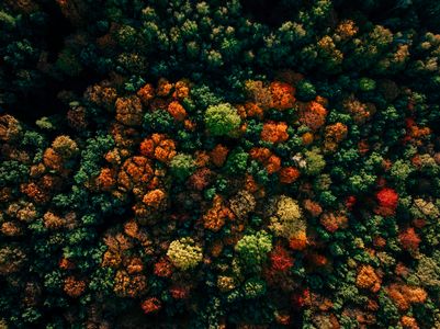 Autumn Forest Tapestry — 150-piece jigsaw puzzle