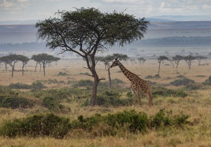 Giraffe Among Acacias — 100-piece jigsaw puzzle
