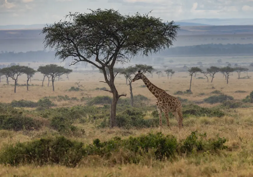 Giraffe Among Acacias — 100-piece jigsaw puzzle