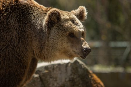 Majestic Brown Bear — 150-piece jigsaw puzzle