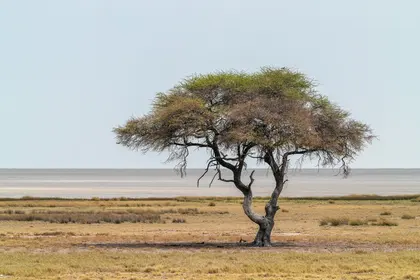 Lone Desert Tree — 100-piece jigsaw puzzle