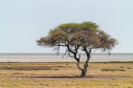 Lone Desert Tree — 100-piece jigsaw puzzle