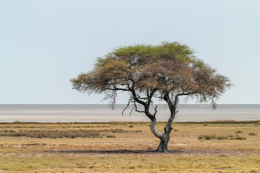 Lone Desert Tree — 100-piece jigsaw puzzle