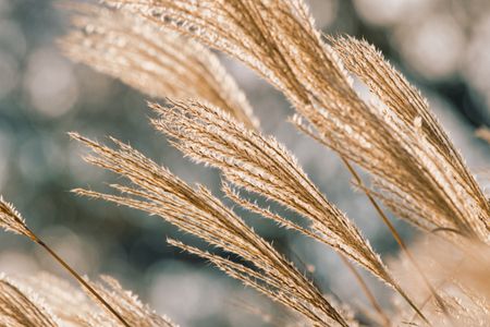 Golden Wheat Dreams — 200-piece jigsaw puzzle
