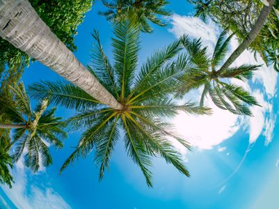 Tropical Palm Perspective — 300-piece jigsaw puzzle