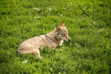 Resting Wolf in Meadow — 200-piece jigsaw puzzle