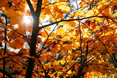 Golden Autumn Glow — 200-piece jigsaw puzzle