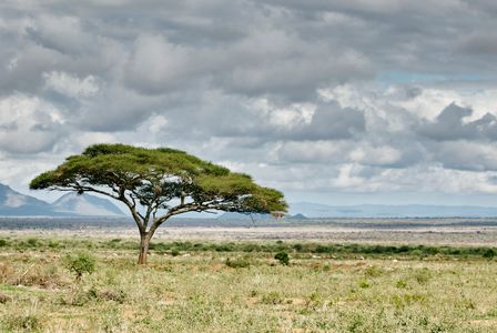 Solitary Acacia Tree — 100-piece jigsaw puzzle