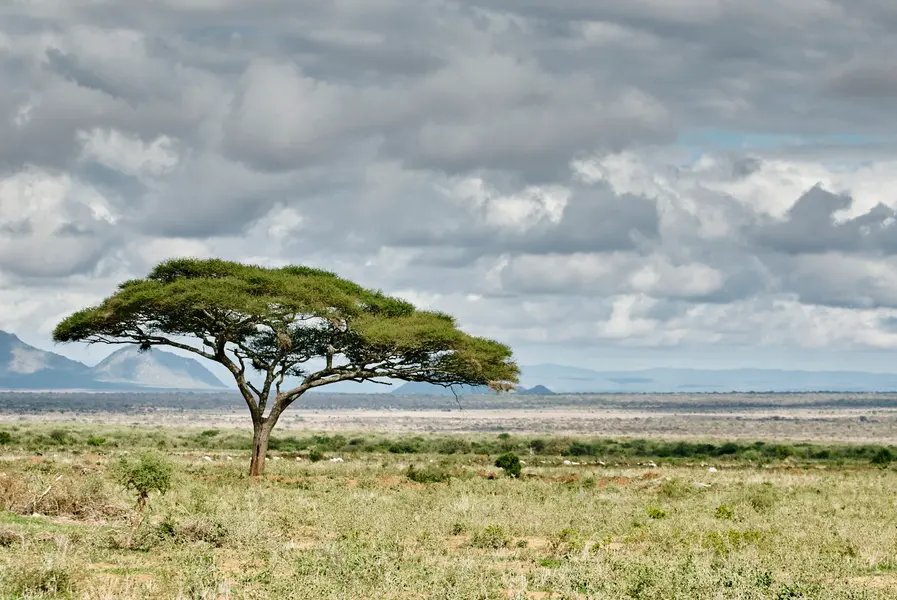 Solitary Acacia Tree — 100-piece jigsaw puzzle