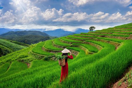 Serenity in Terraced Fields — 100-piece jigsaw puzzle