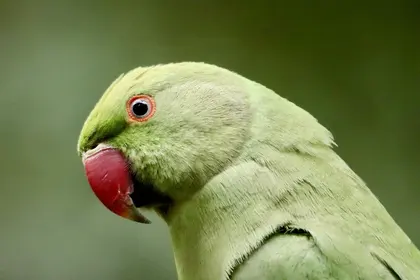Vibrant Green Parrot — 300-piece jigsaw puzzle