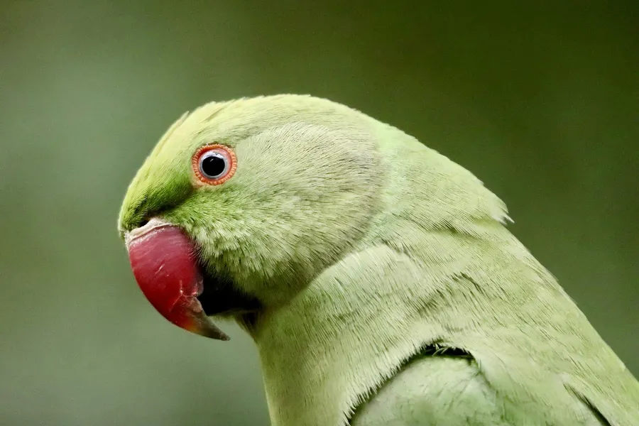 Vibrant Green Parrot — 300-piece jigsaw puzzle
