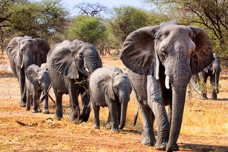 Elephant Family Parade — 200-piece jigsaw puzzle
