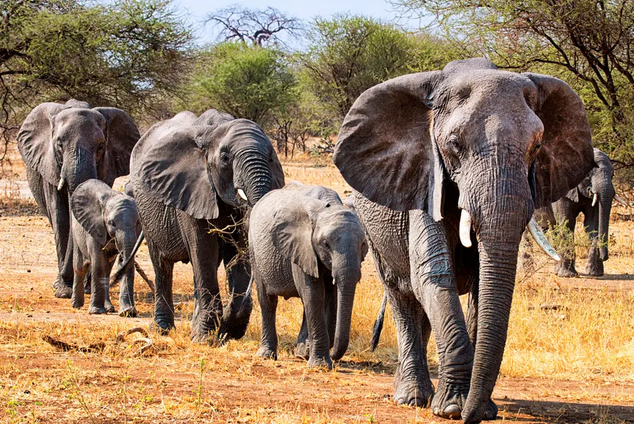 Elephant Family Parade — 200-piece jigsaw puzzle