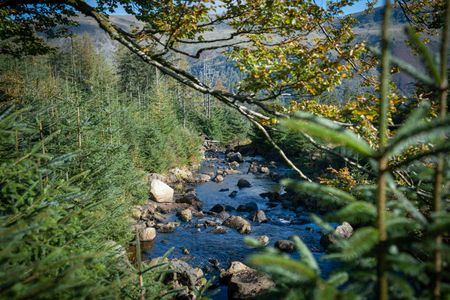 Tranquil Forest Stream — 400-piece jigsaw puzzle