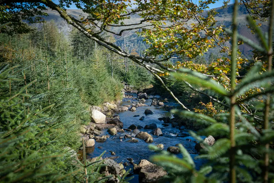 Tranquil Forest Stream — 400-piece jigsaw puzzle