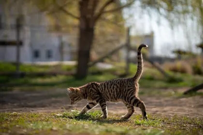 Curious Kitten Stroll — 200-piece jigsaw puzzle