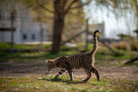 Curious Kitten Stroll — 200-piece jigsaw puzzle