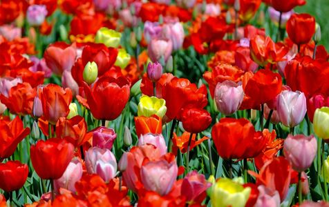 Vibrant Tulip Garden — 400-piece jigsaw puzzle